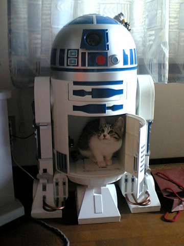 Help Me Obi-Wan Kenobi! Its A Kitten Attack!