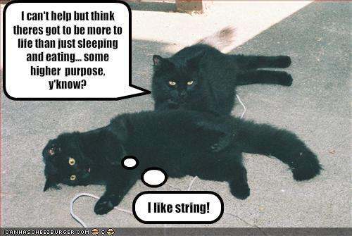 Cat Ponde