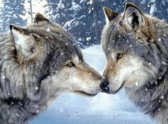 Wolves Ki