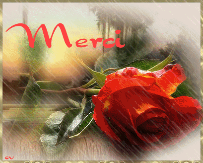 Beautiful Rose In The Rain