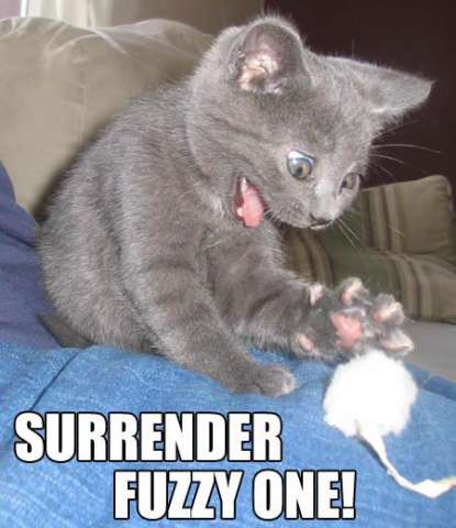 surrender now