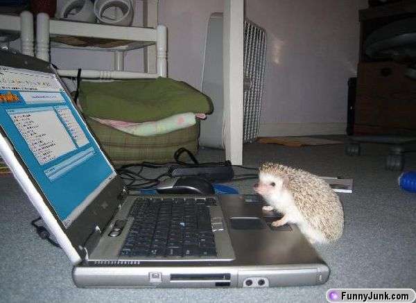 hedgehog on a pc.