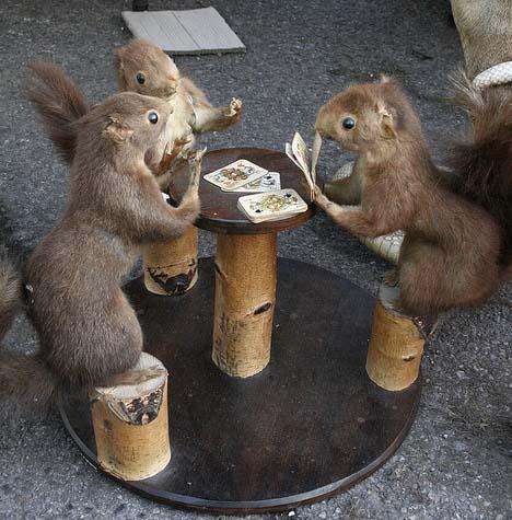 card playin squirrel