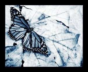 butterfly