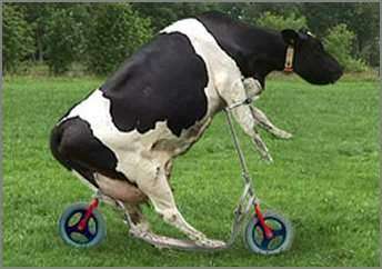 cowscooter