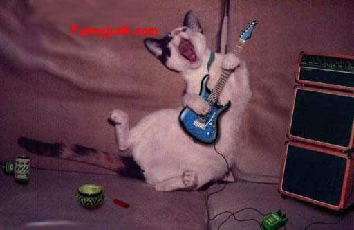 rockin cat