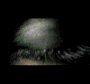 Opening eye-skull le