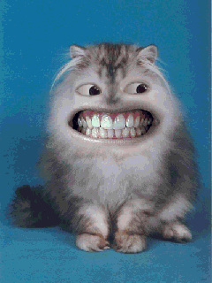 Fat smily cat