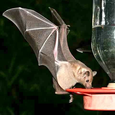 Drinking Bat