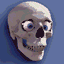 Skull wiv moving eye