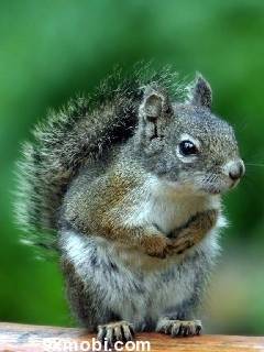 Animal W