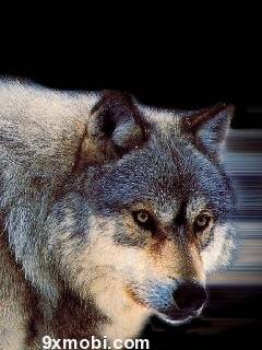 Animal W