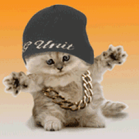 50 cent cat