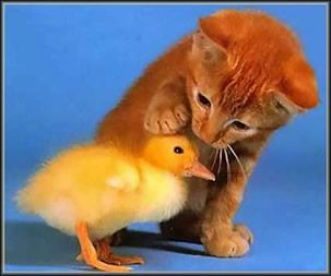 cat-chick