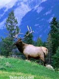 Animal W