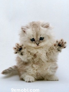 KittY.