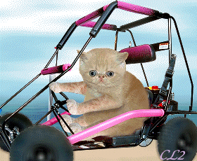 Funny cat