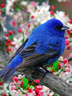 BluE BirD