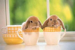 Bunny cup