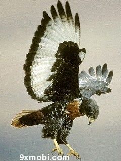 Animal W