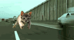 Funny cat