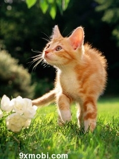 Nice CaT