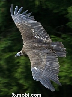 Animal W