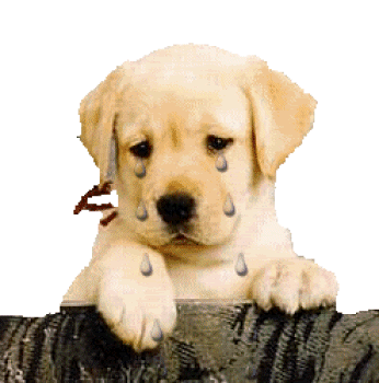 Funny animal