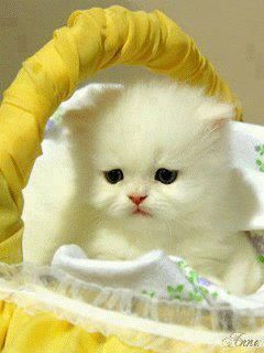 Cute