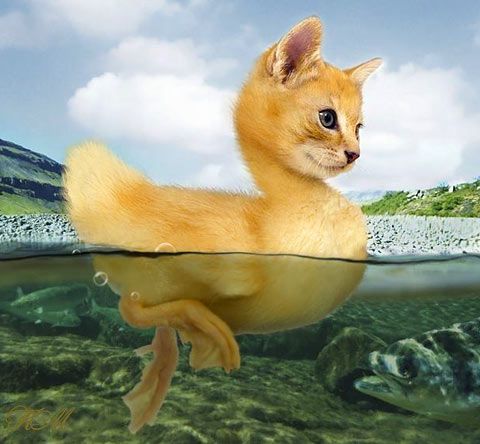 Funny cat