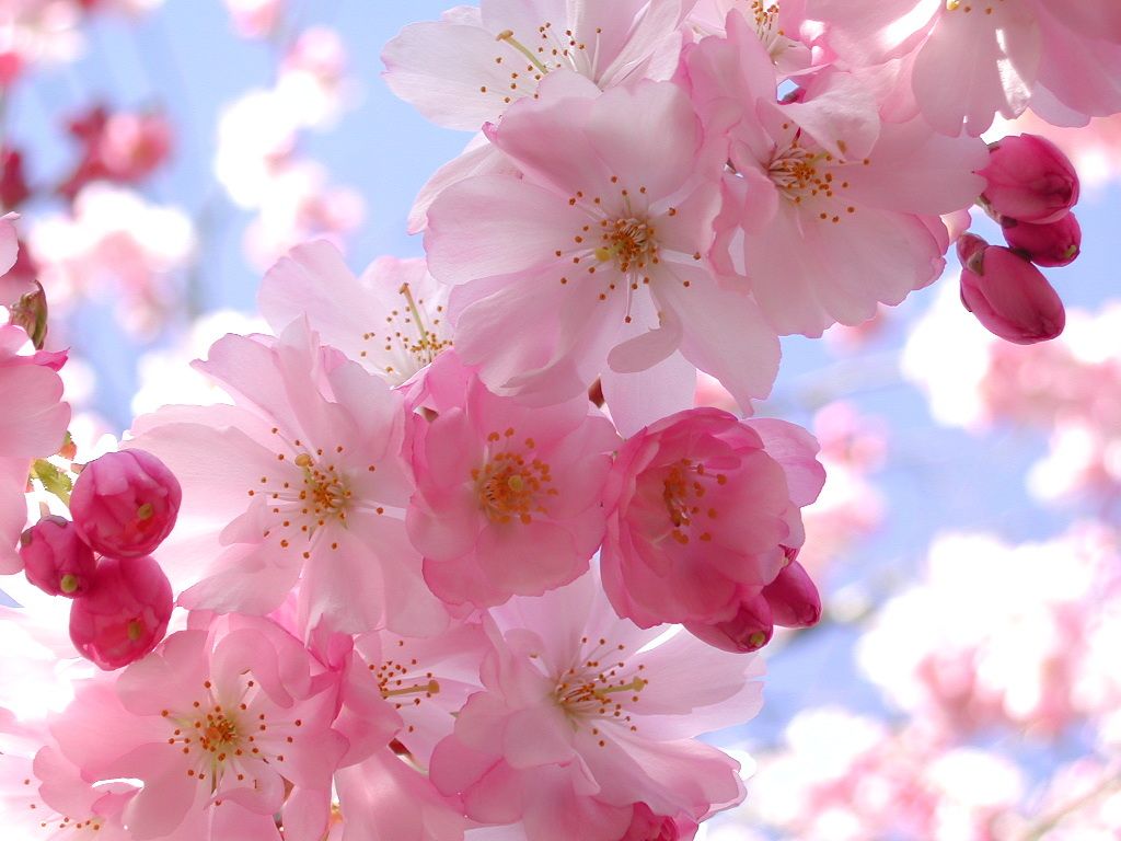 Pink Flowers..
