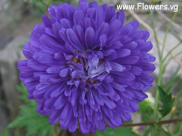 abflowers0865