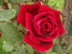 Red Rose 