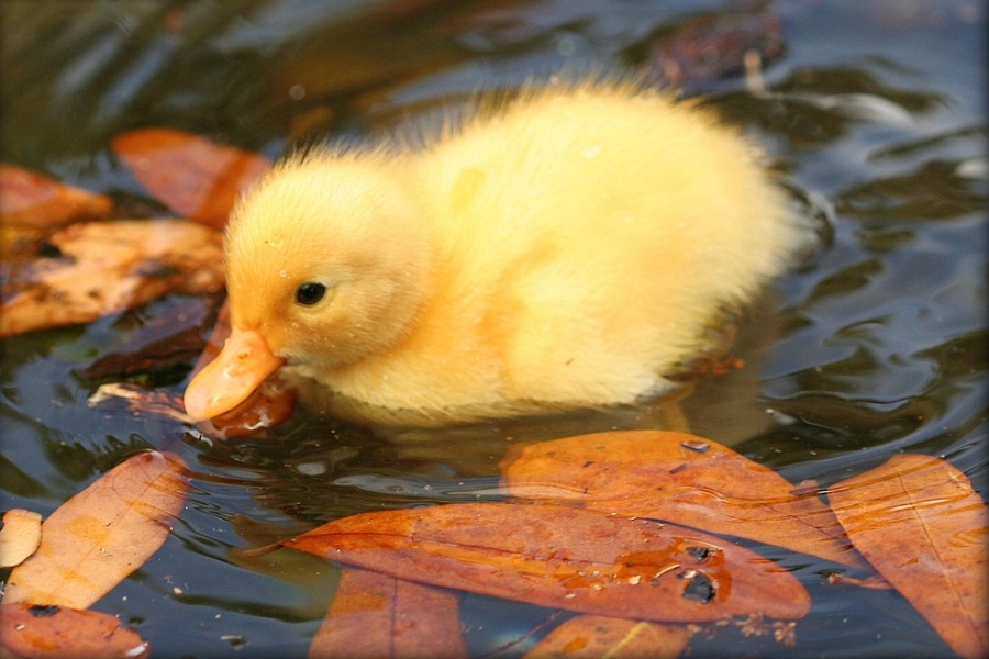 Duck