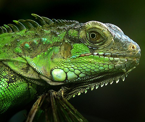 Iguana