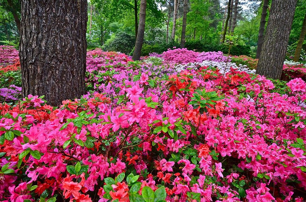 Nature