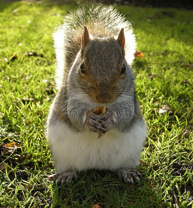Squirrel