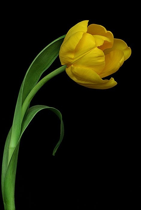 Yellow Tu