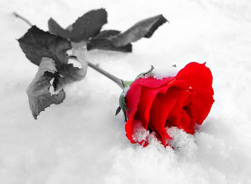 Red Rose