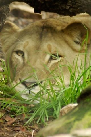 Lion