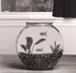 Cat Fishbowl