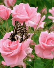 Butterfly On Pink Roses