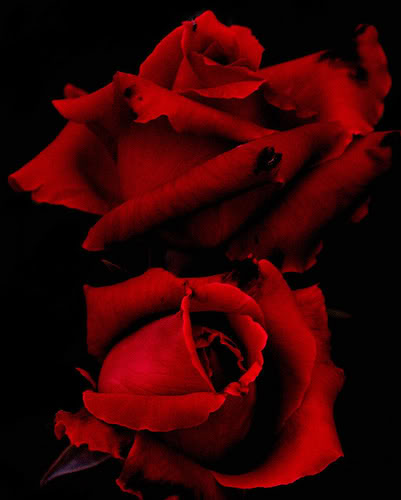Red Roses