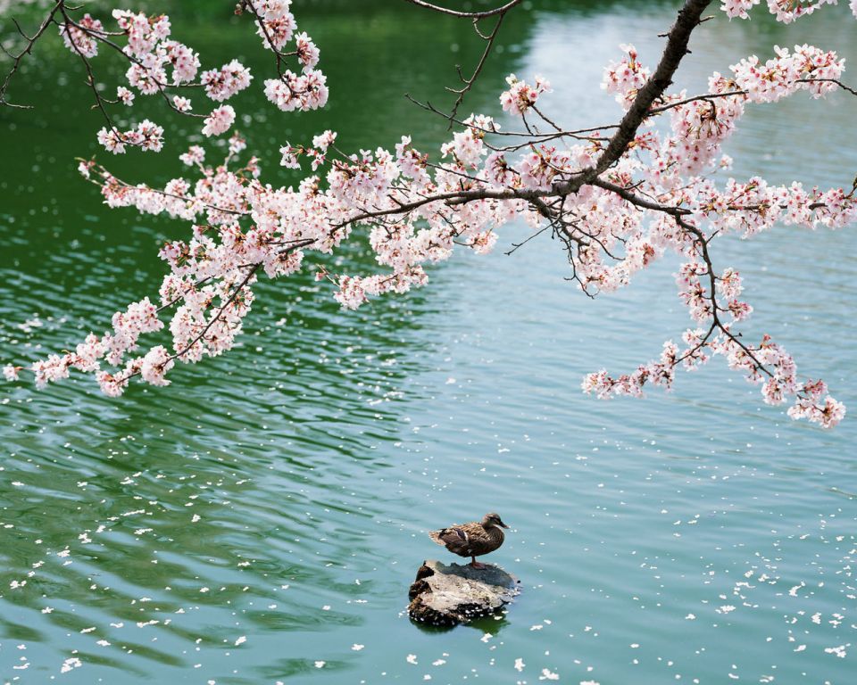 Japan (Sa