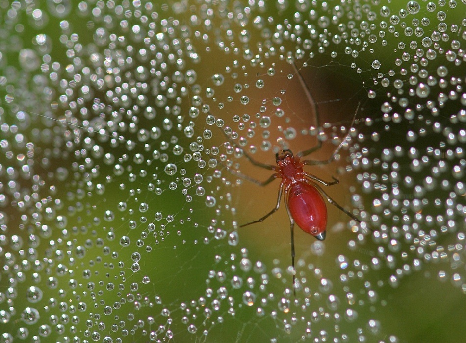 Spider