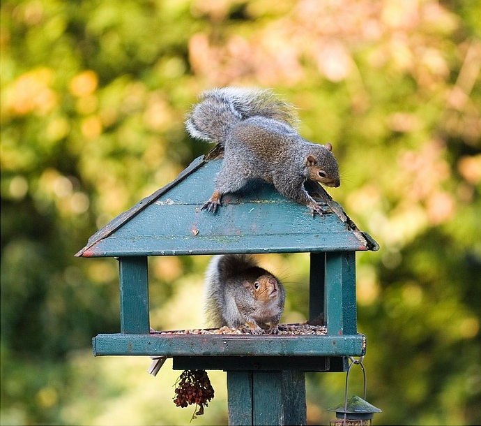 Squirrel