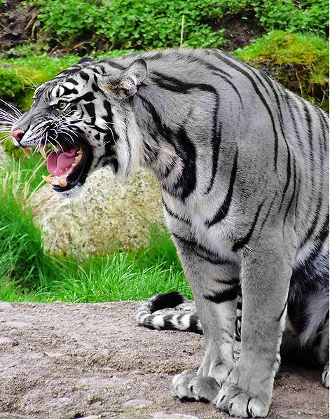 Tiger