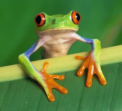 Frog