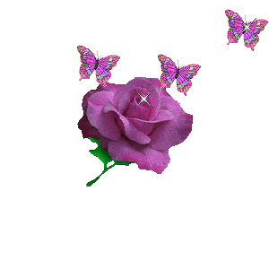Purple Rose & b*tterflies