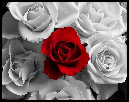 Red Rose 